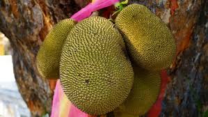 Jack Fruit