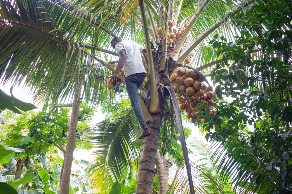Coconut Climbing