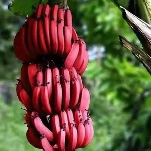 Red Banana
